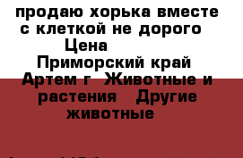 продаю хорька вместе с клеткой не дорого › Цена ­ 4 000 - Приморский край, Артем г. Животные и растения » Другие животные   